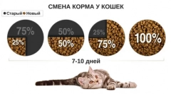 Ожиріння в кішках: як справитися з проблемою